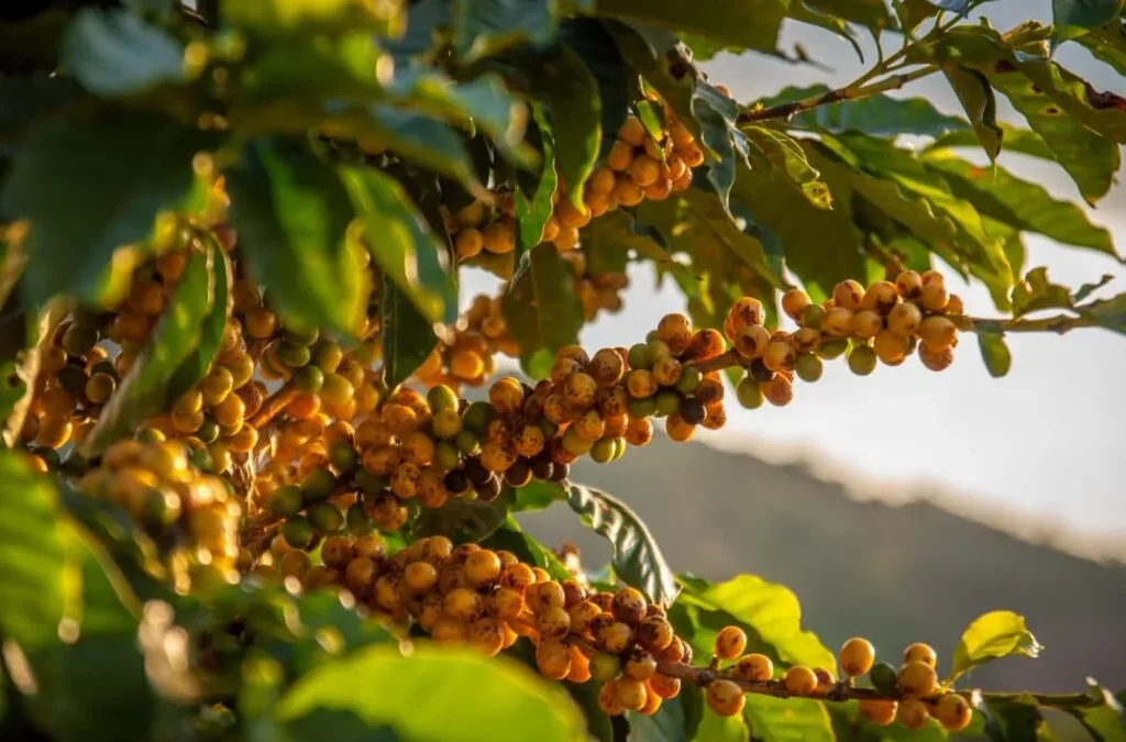 O que faz um café ser especial?
