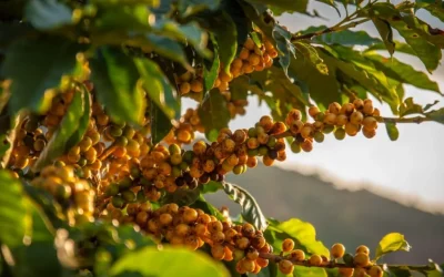 O que faz um café ser especial?